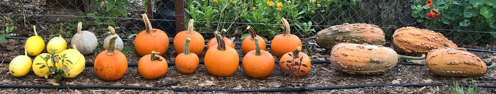 How To Do Your Own Variety Trials