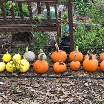 How To Do Your Own Variety Trials