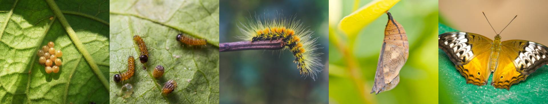 Controlling Caterpillars in the Veggie Garden