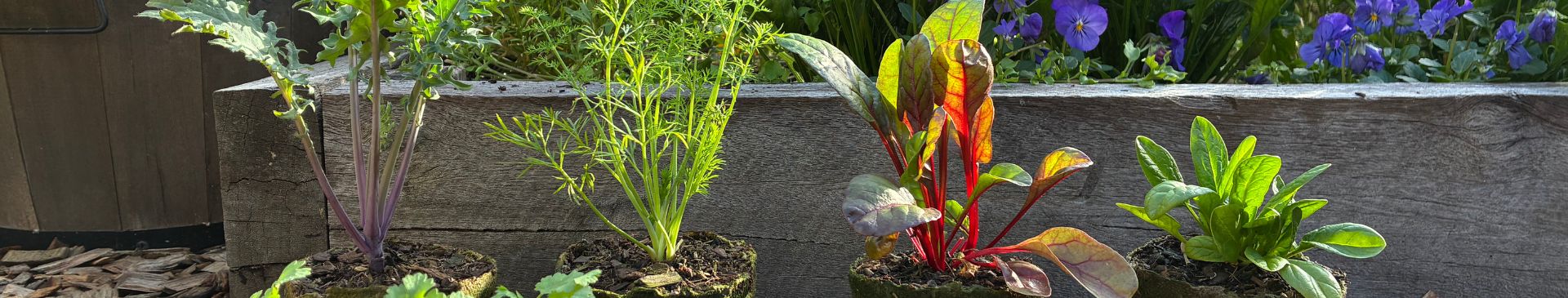 Giving Seedlings the Best Start- A Simple Root Dip