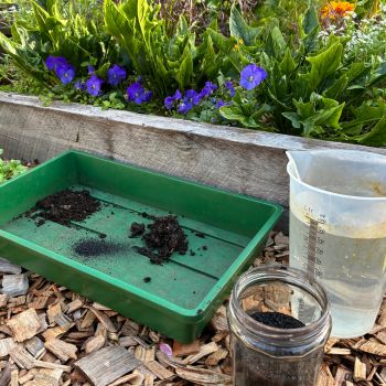 Giving Seedlings the Best Start- A Simple Root Dip