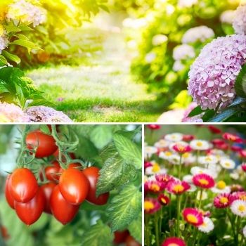 What to sow in early Summer- December 2016