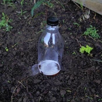 How to Build a Beer Trap - The Home-Brewed Approach to Slug and Snail Control