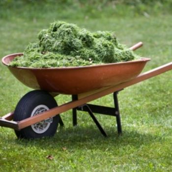 5 Beneficial Ways to Use Grass Clippings after Mowing Your Lawn