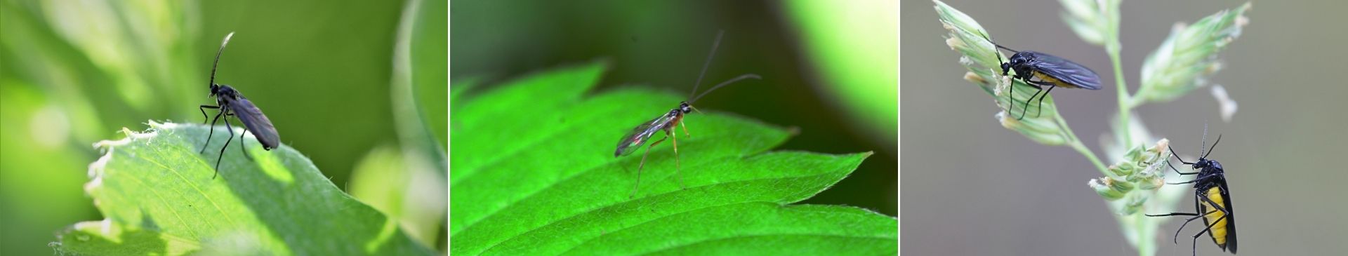 Fungus Gnats: Combining Annoyance and Unseen Danger