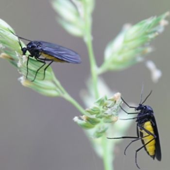 Fungus Gnats: Combining Annoyance and Unseen Danger