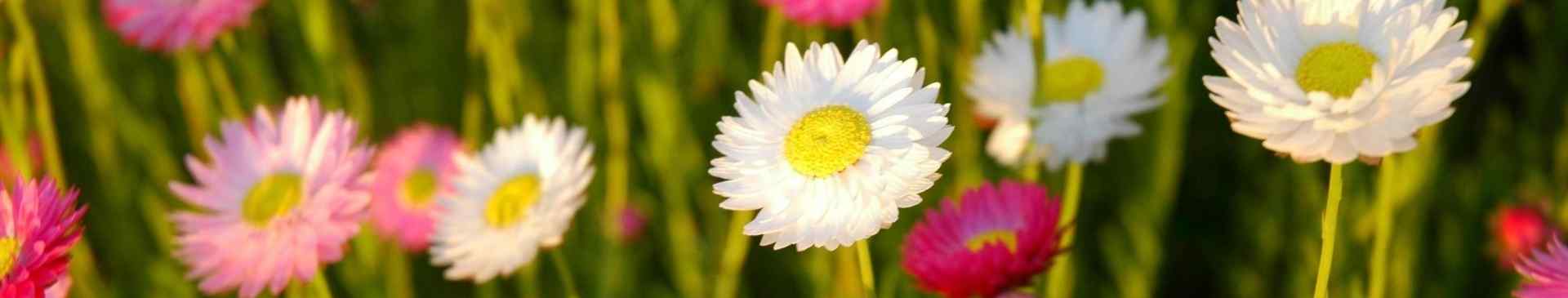 How to Grow Paper Daisy Seeds | The Seed Collection