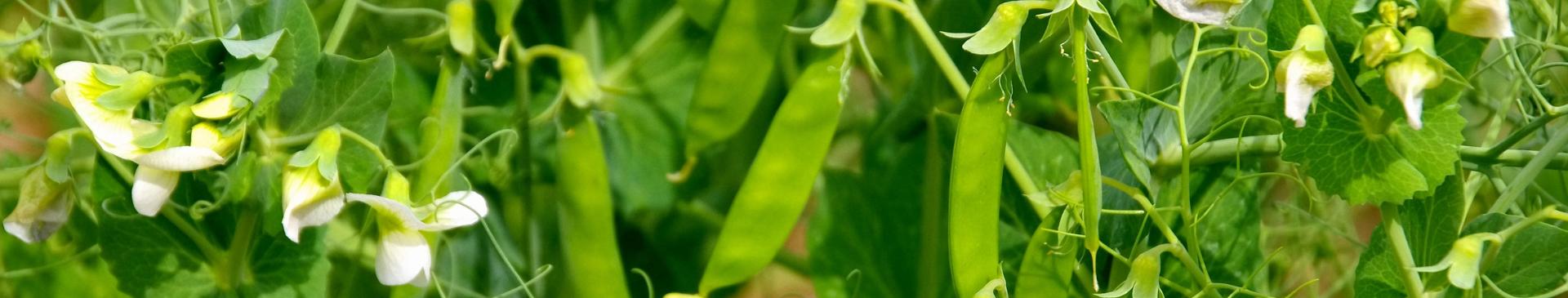 5 Easy Vegetables for Kids to Grow