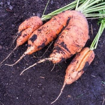 Growing Carrots - 9 Common Problems and How to Handle Them