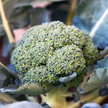 How to Grow Broccoli from Seed