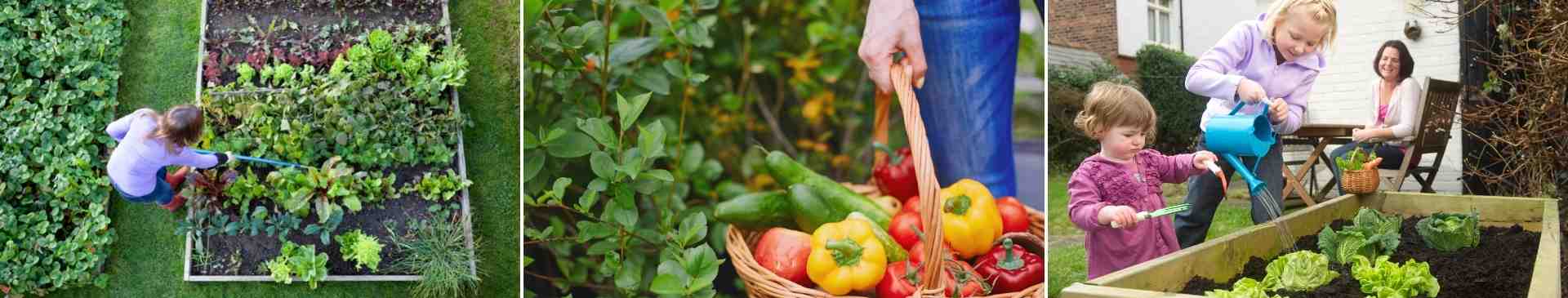 Low-Maintenance Vegetable Gardening - Homegrown Produce Without the Hassle