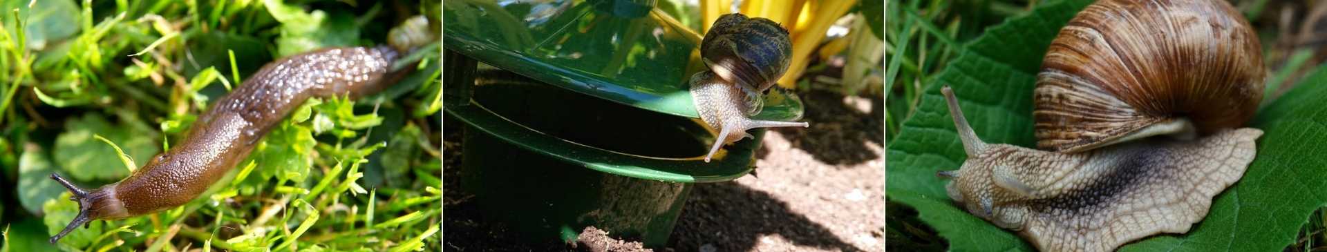 Dealing with Slugs and Snails: The Gardener's Scourge 