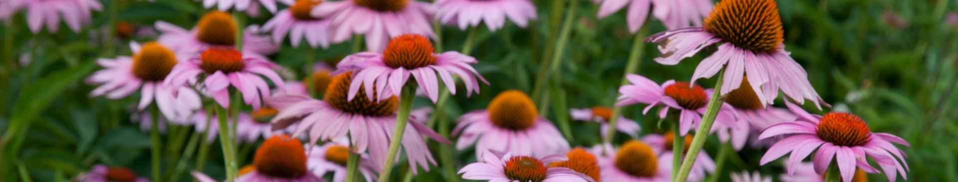 Echinacea seeds | The Seed Collection
